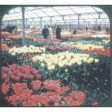 Tulip Time in Holland - GAF View-Master 3 Reel Souvenir Set on Card - BC385 Hot on Sale